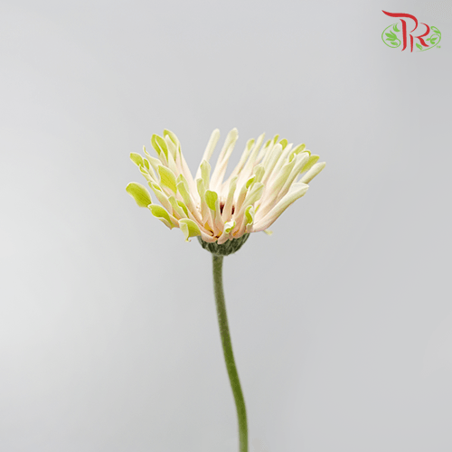 Gerbera Pasta - Pink Green Edge (9-10 Stems)-Pink-Malaysia-prflorist.com.my