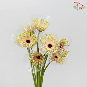 Gerbera Pasta - Pink Green Edge (9-10 Stems)-Pink-Malaysia-prflorist.com.my