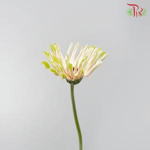 Gerbera Pasta - Pink Green Edge (9-10 Stems)-Pink-Malaysia-prflorist.com.my