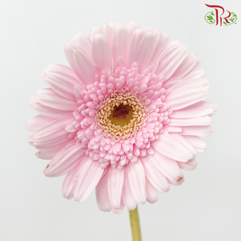 Gerbera - Pastel Pink Light Green Heart (9-10 Stems)-Pastel Pink-Malaysia-prflorist.com.my