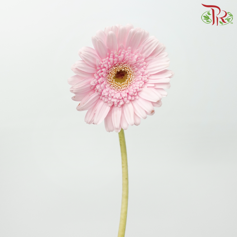 Gerbera - Pastel Pink Light Green Heart (9-10 Stems)-Pastel Pink-Malaysia-prflorist.com.my