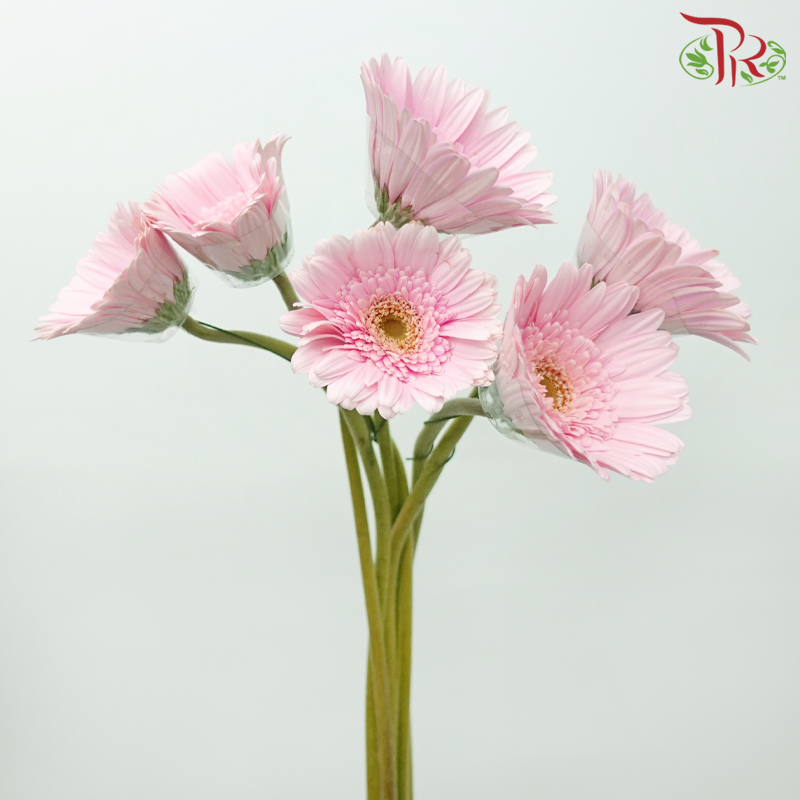 Gerbera - Pastel Pink Light Green Heart (9-10 Stems)-Pastel Pink-Malaysia-prflorist.com.my