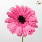 Gerbera - Persian Pink With Black Heart (9-10 Stems)-Malaysia-prflorist.com.my
