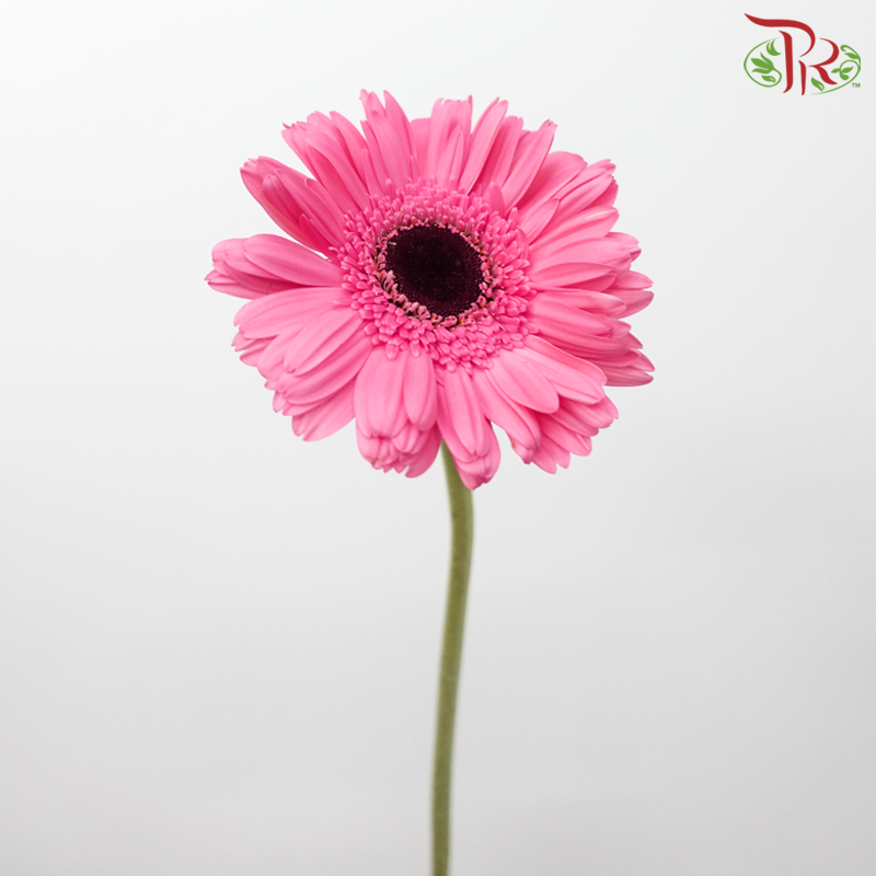 Gerbera - Persian Pink With Black Heart (9-10 Stems)-Malaysia-prflorist.com.my