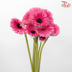 Gerbera - Persian Pink With Black Heart (9-10 Stems)-Malaysia-prflorist.com.my