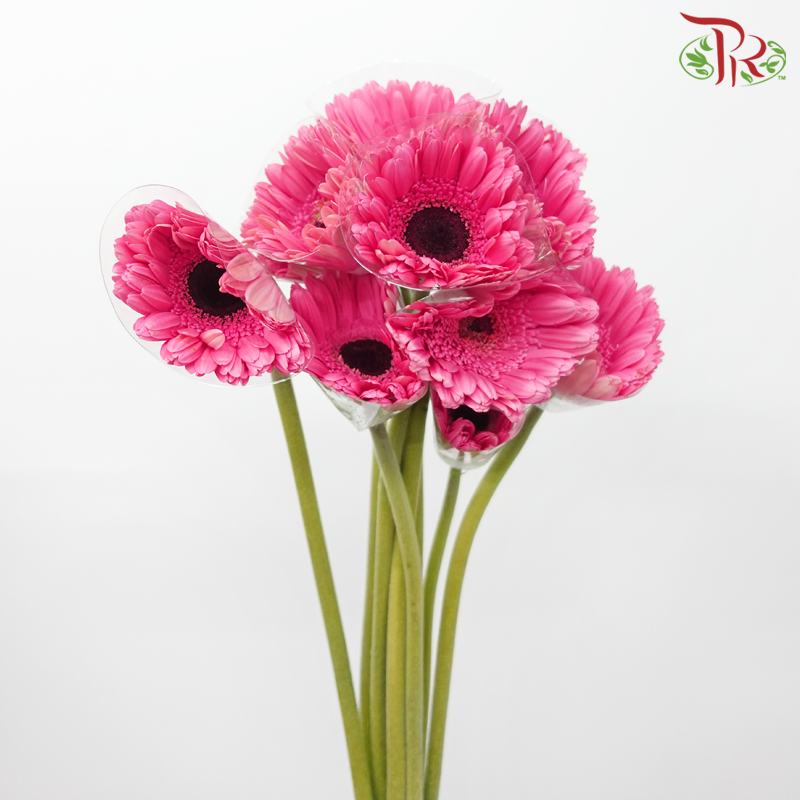 Gerbera - Persian Pink With Black Heart (9-10 Stems)-Malaysia-prflorist.com.my