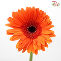 Gerbera - Pinata Orange With Black Heart (9-10 Stems)-Orange-Malaysia-prflorist.com.my