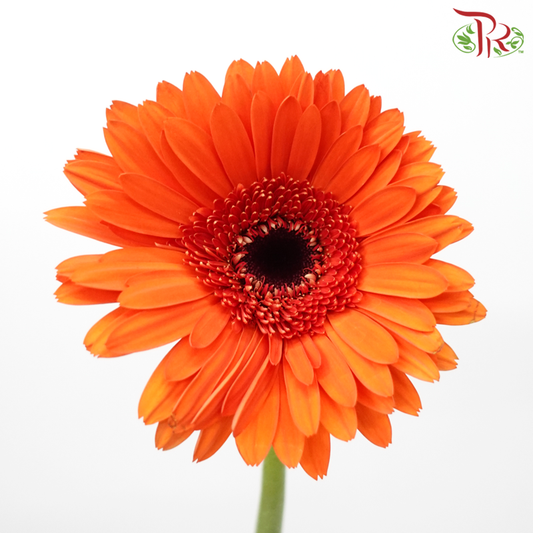 Gerbera - Pinata Orange With Black Heart (9-10 Stems)-Orange-Malaysia-prflorist.com.my
