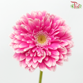 Gerbera - Pink Double Petal Outline White (9-10 stems)-Pink-Malaysia-prflorist.com.my