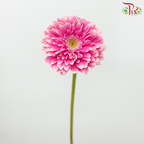 Gerbera - Pink Double Petal Outline White (9-10 stems)-Pink-Malaysia-prflorist.com.my