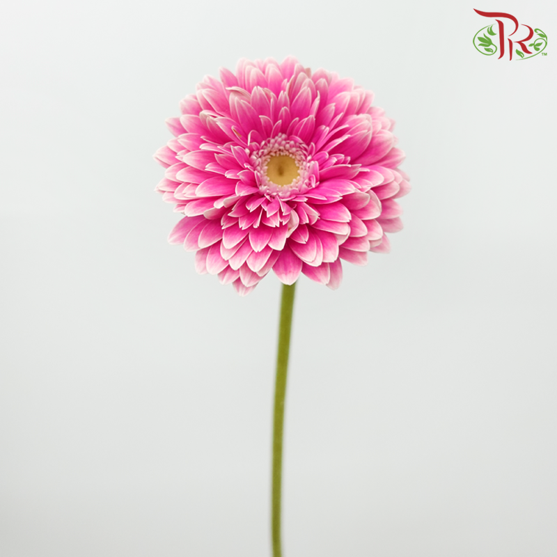 Gerbera - Pink Double Petal Outline White (9-10 stems)-Pink-Malaysia-prflorist.com.my