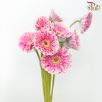 Gerbera - Pink Double Petal Outline White (9-10 stems)-Pink-Malaysia-prflorist.com.my