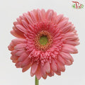 Gerbera - Pink With Green Heart (9-10 Stems)-Pink-Malaysia-prflorist.com.my