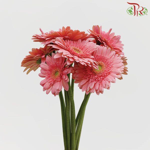 Gerbera - Pink With Green Heart (9-10 Stems)-Pink-Malaysia-prflorist.com.my