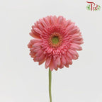 Gerbera - Pink With Green Heart (9-10 Stems)-Pink-Malaysia-prflorist.com.my