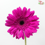 Gerbera - Purple (9-10 Stems)-10 Stems-Malaysia-prflorist.com.my