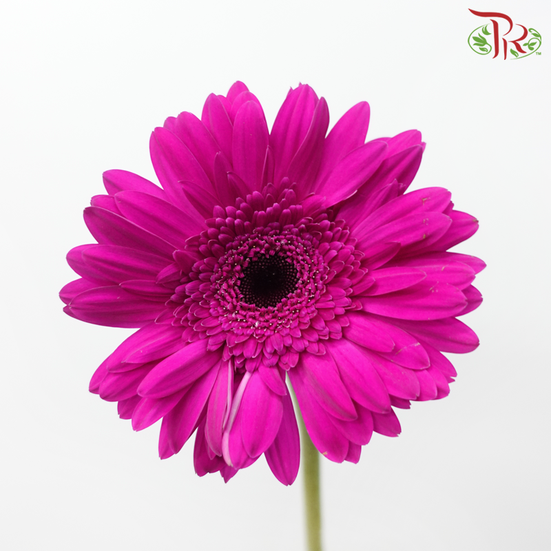 Gerbera - Purple (9-10 Stems)-10 Stems-Malaysia-prflorist.com.my