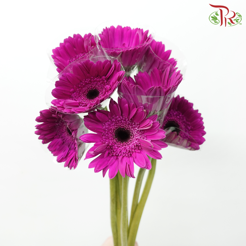 Gerbera - Purple (9-10 Stems)-10 Stems-Malaysia-prflorist.com.my