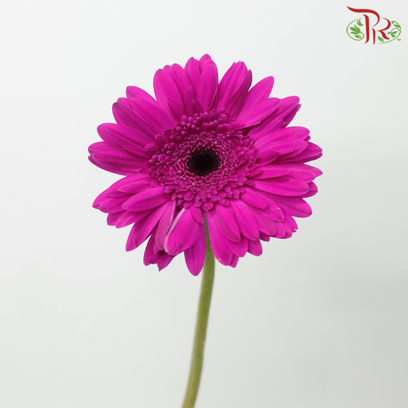 Gerbera - Purple (9-10 Stems)-10 Stems-Malaysia-prflorist.com.my