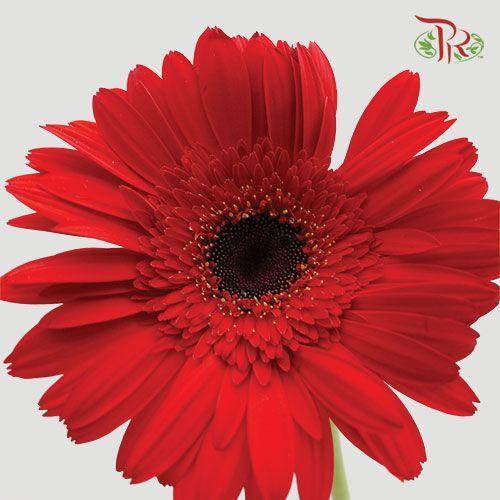 Gerbera - Red (9-10 Stems)-Malaysia-prflorist.com.my