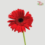 Gerbera - Red (9-10 Stems)-Malaysia-prflorist.com.my