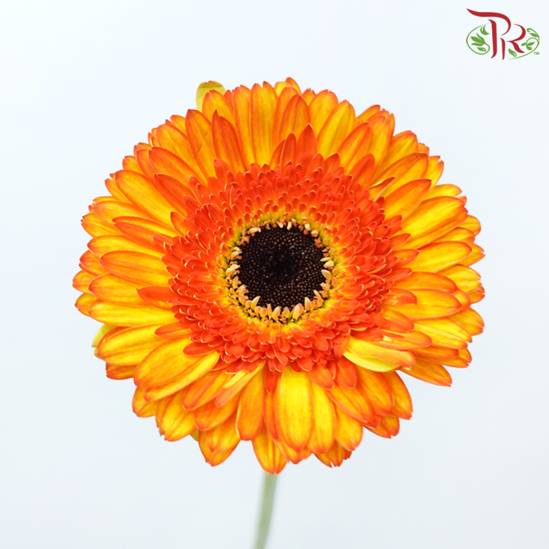 Gerbera - Shade of Orange & Yellow (9-10 Stems)-Shade of Orange & Yellow-Malaysia-prflorist.com.my