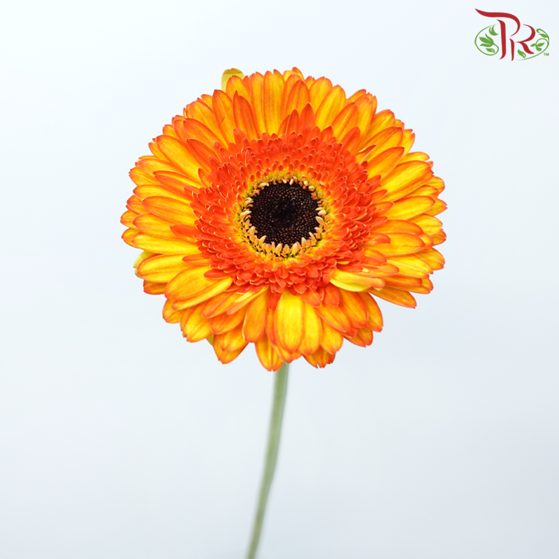 Gerbera - Shade of Orange & Yellow (9-10 Stems)-Shade of Orange & Yellow-Malaysia-prflorist.com.my