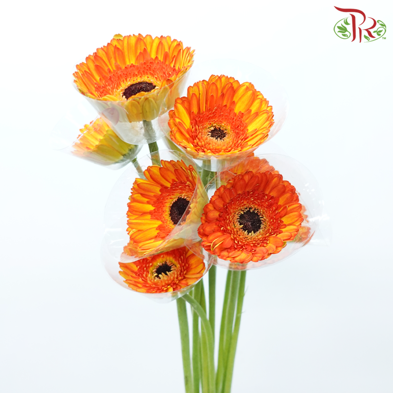 Gerbera - Shade of Orange & Yellow (9-10 Stems)-Shade of Orange & Yellow-Malaysia-prflorist.com.my