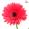 Gerbera - Simple Pink (9-10 Stems)-Pink-Malaysia-prflorist.com.my