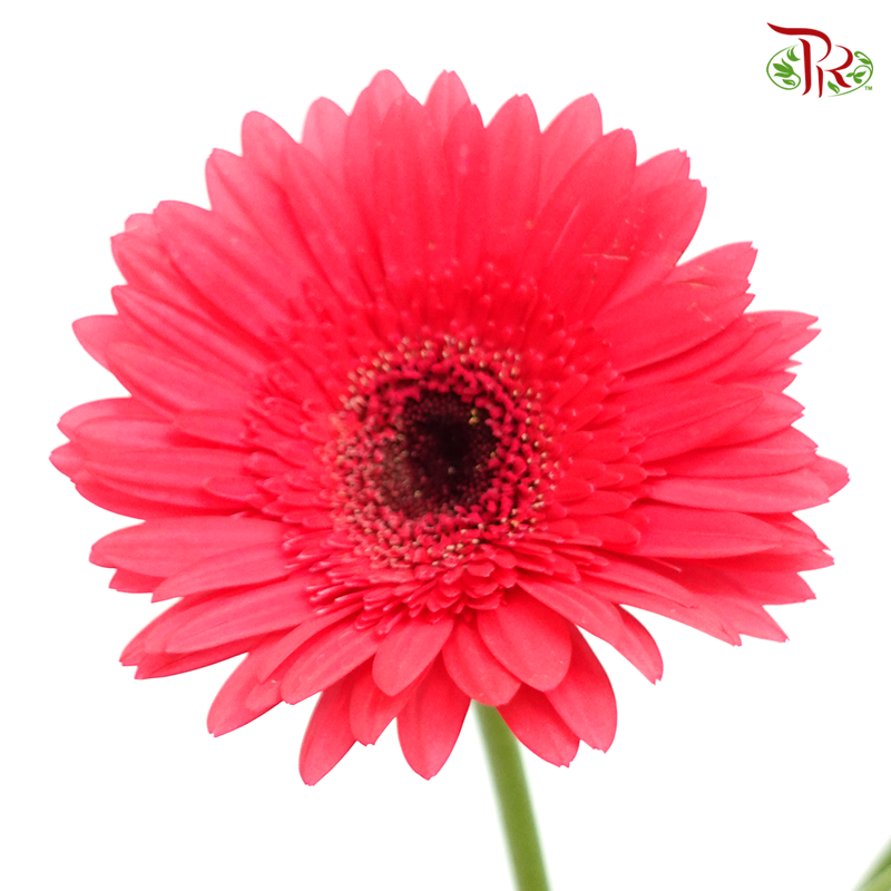 Gerbera - Simple Pink (9-10 Stems)-Pink-Malaysia-prflorist.com.my
