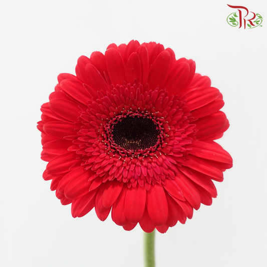 Gerbera - Simple Pink (9-10 Stems)-Pink-Malaysia-prflorist.com.my