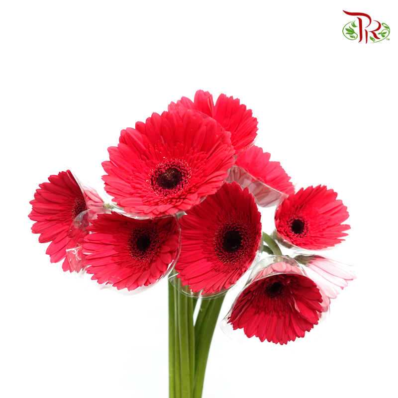 Gerbera - Simple Pink (9-10 Stems)-Pink-Malaysia-prflorist.com.my