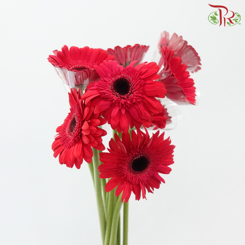 Gerbera - Simple Pink (9-10 Stems)-Pink-Malaysia-prflorist.com.my