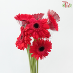 Gerbera - Simple Pink (9-10 Stems)-Pink-Malaysia-prflorist.com.my