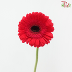 Gerbera - Simple Pink (9-10 Stems)-Pink-Malaysia-prflorist.com.my
