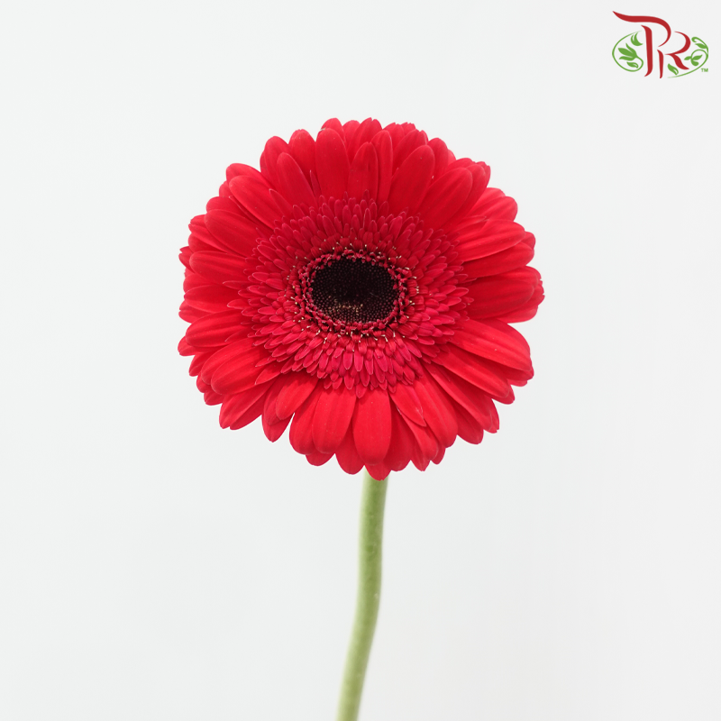 Gerbera - Simple Pink (9-10 Stems)-Pink-Malaysia-prflorist.com.my