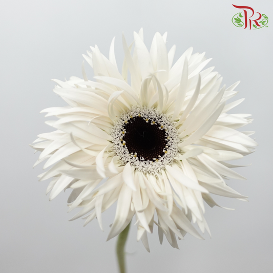 Gerbera Spider / Pasta - White With Black Heart (5 Stems)-White With Black Heart-Netherland-prflorist.com.my