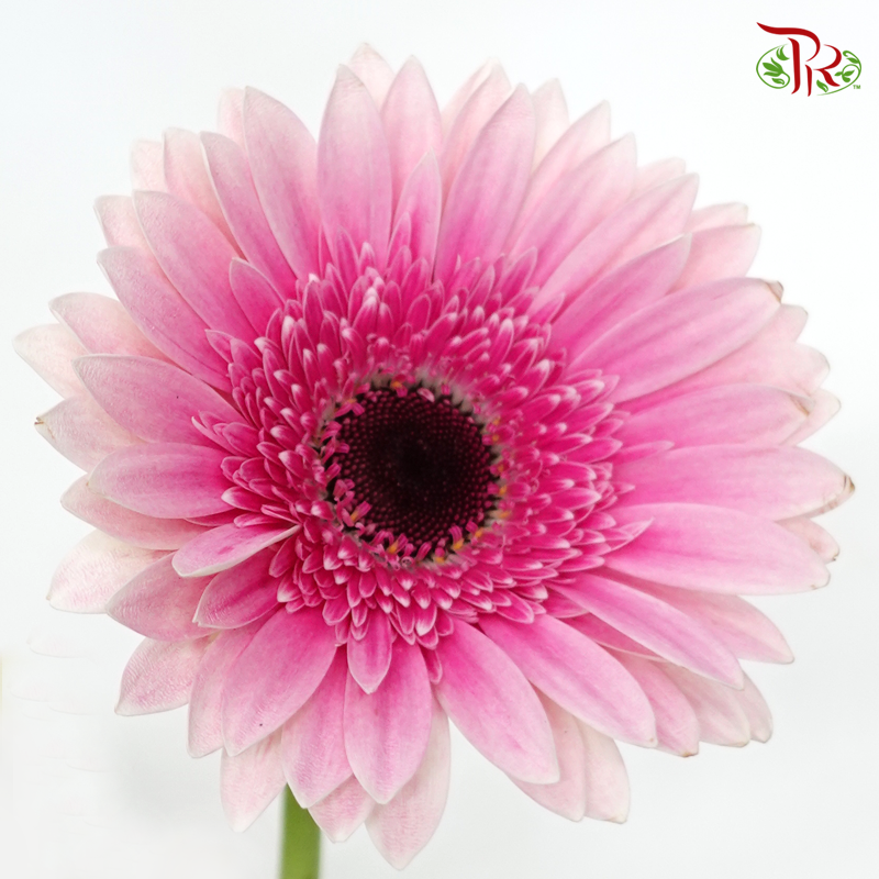Gerbera - Two Tone Inner Purple / Pink (9-10 Stems)-Pink-Malaysia-prflorist.com.my