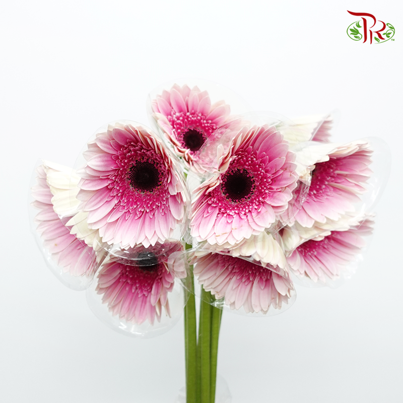 Gerbera - Two Tone Inner Purple / Pink (9-10 Stems)-Pink-Malaysia-prflorist.com.my