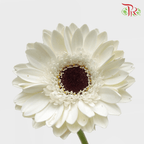 Gerbera - White With Black Heart (9-10 Stems)-Malaysia-prflorist.com.my