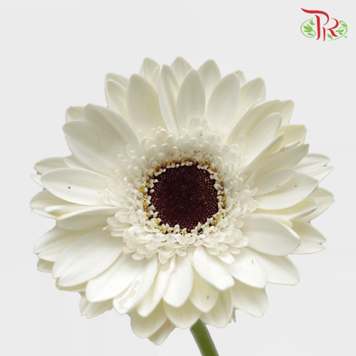 Gerbera - White With Black Heart (9-10 Stems)-Malaysia-prflorist.com.my