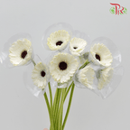 Gerbera - White With Black Heart (9-10 Stems)-Malaysia-prflorist.com.my