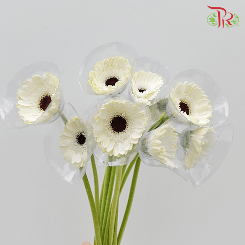 Gerbera - White With Black Heart (9-10 Stems)-Malaysia-prflorist.com.my