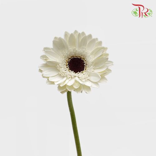Gerbera - White With Black Heart (9-10 Stems)-Malaysia-prflorist.com.my