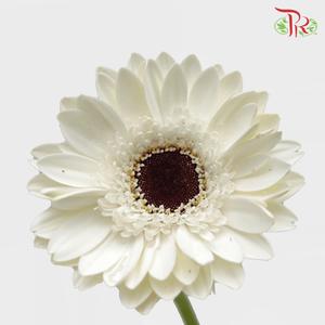Gerbera - White With Black Heart (9-10 Stems)-Malaysia-prflorist.com.my