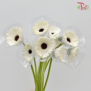 Gerbera - White With Black Heart (9-10 Stems)-Malaysia-prflorist.com.my