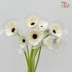 Gerbera - White With Black Heart (9-10 Stems)-Malaysia-prflorist.com.my