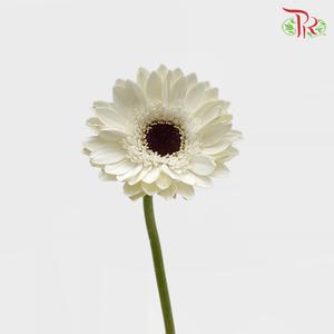 Gerbera - White With Black Heart (9-10 Stems)-Malaysia-prflorist.com.my