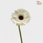 Gerbera - White With Black Heart (9-10 Stems)-Malaysia-prflorist.com.my
