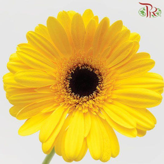 Gerbera - Yellow (9-10 Stems)-Malaysia-prflorist.com.my